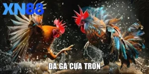 Đá Gà Cựa Tròn - Sân Chơi Cá Cược Đỉnh Cao, Đầy Gay Cấn